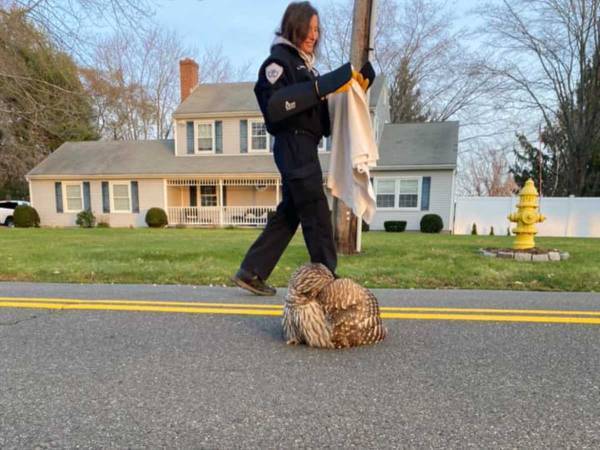 道路の真ん中で動かない、珍しい『動物』に反響　「なんて美しいんだ！」
