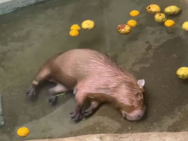 ゆず湯で爆睡のカピバラ　心配する声が多いものの、ご安心ください！実は…