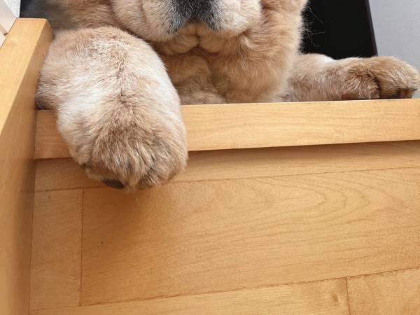 ギャップに心をつかまれる人が続出！　煙草が似合いそうな、いい顔をするチャウチャウ