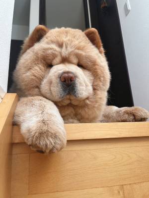 ギャップに心をつかまれる人が続出！　煙草が似合いそうな、いい顔をするチャウチャウ