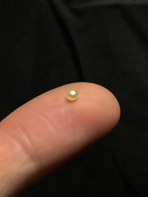 スーパーで買った貝の刺身から、まさかの…　出てきたものにビックリ！