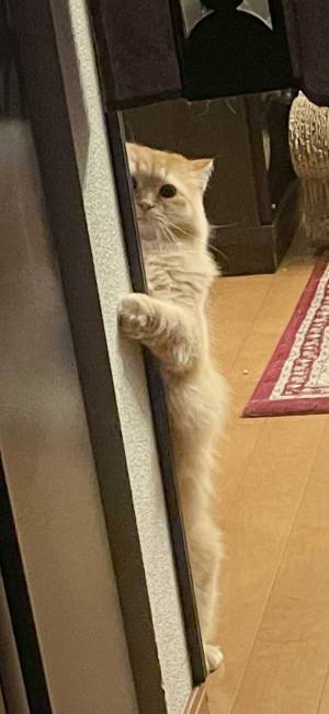 「ストーカーがいる」　妻から送られてきた２枚、写っていたのは…？