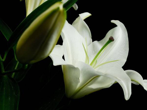 【訃報】写真家・山口進さんが逝去　『ジャポニカ学習帳』表紙に「素敵な写真をありがとう！」