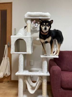 猫と犬が一緒に写る写真に、吹き出す人が続出　「よく登れたなあ」