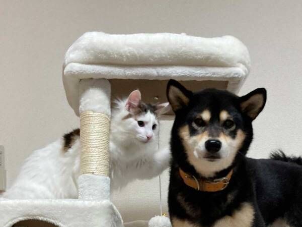猫と犬が一緒に写る写真に、吹き出す人が続出　「よく登れたなあ」