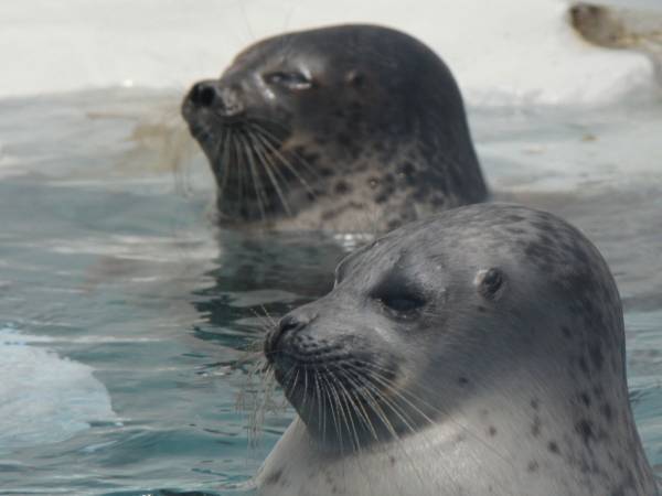 年末年始も営業をする水族館　トレーニングに励むアザラシの写真を公開したけど？