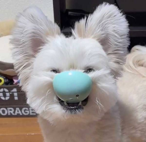 遊んでいる犬の姿に腹筋崩壊　「悪い顔をしている…！」「新種のコアラみたい」