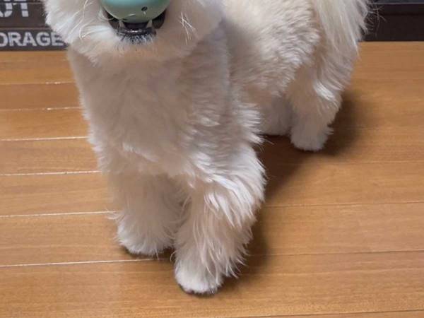 遊んでいる犬の姿に腹筋崩壊　「悪い顔をしている…！」「新種のコアラみたい」