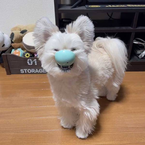 遊んでいる犬の姿に腹筋崩壊　「悪い顔をしている…！」「新種のコアラみたい」