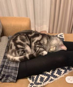 猫が寝ている場所に、飼い主が焦り！　「そこで『ごめん寝』されると…」