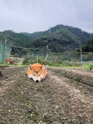 １００万人が『いいね』した柴犬の写真がこちら！畑を見に行くと…