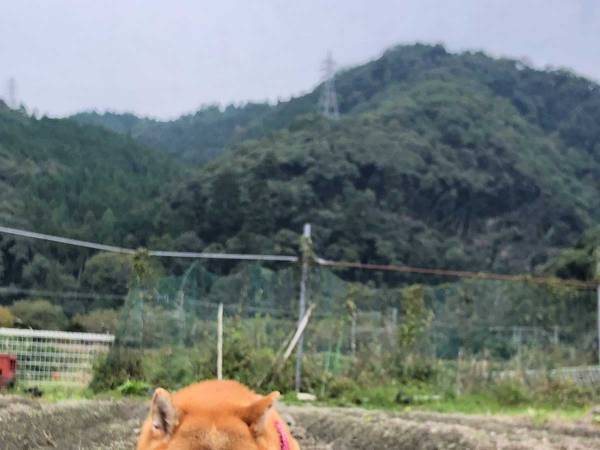 １００万人が『いいね』した柴犬の写真がこちら！畑を見に行くと…