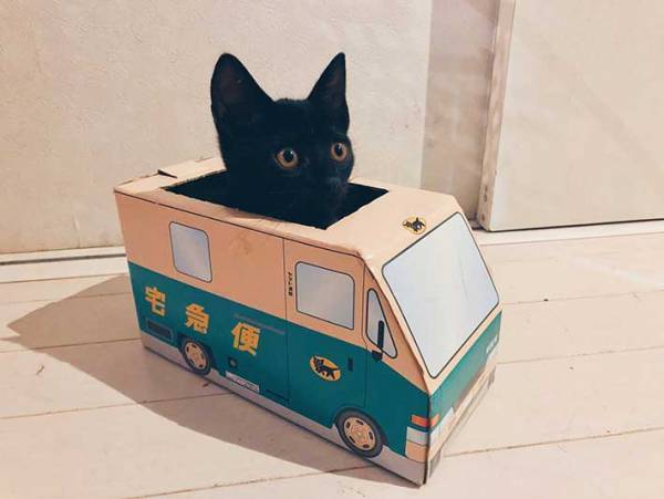 黒猫の子供に、クロネコヤマトの箱を渡してみると…？　結果が微笑ましい！