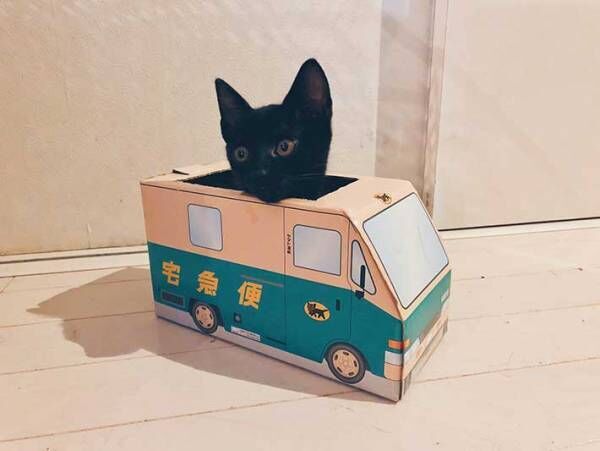 黒猫の子供に、クロネコヤマトの箱を渡してみると…？　結果が微笑ましい！