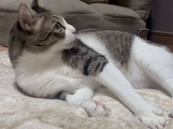 体をかこうとしている猫　しかし、その姿に「何してるの！？」