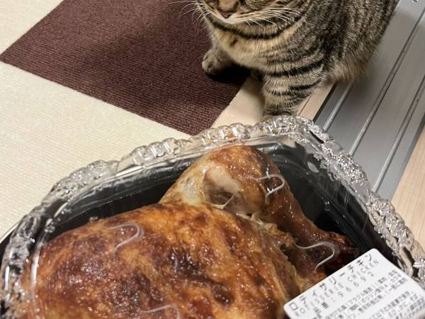 ノリで買ったコストコの『チキン丸ごと』　猫の反応に「めちゃ笑った」