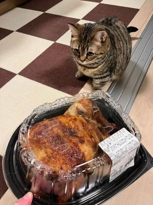 ノリで買ったコストコの『チキン丸ごと』　猫の反応に「めちゃ笑った」
