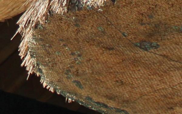 『参拝のデマ』で神社が悲鳴　被害の内容に「これは酷い」「広まってほしい」