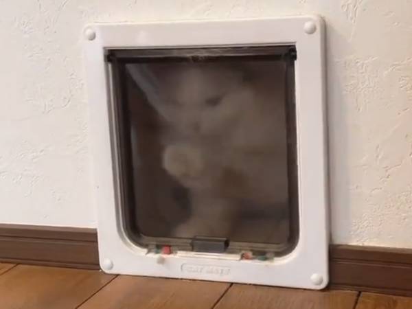 大掃除で『締め出し』を食らった猫　マジギレ行動に「新年初笑いだわ」「必死で吹いた」