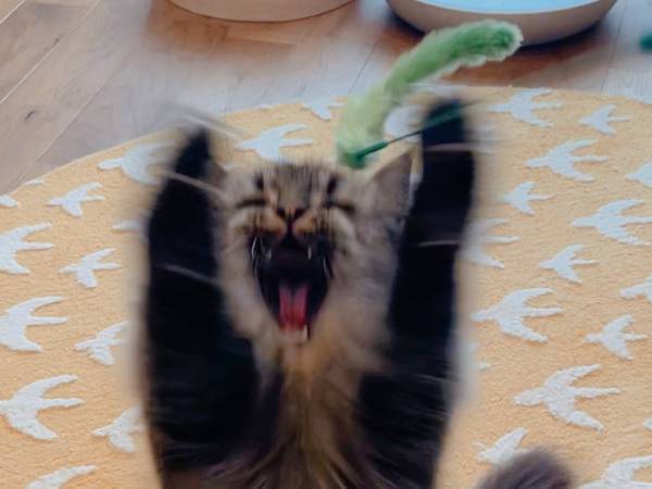 可愛い猫を撮ったはずが『妖怪みたいなの』に！？　写真に「どちら様！？」「強そう」