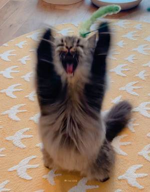 可愛い猫を撮ったはずが『妖怪みたいなの』に！？　写真に「どちら様！？」「強そう」