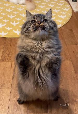 可愛い猫を撮ったはずが『妖怪みたいなの』に！？　写真に「どちら様！？」「強そう」