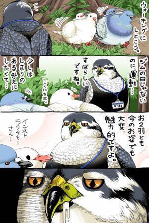 ぽっちゃり系のハトたち　一緒にダイエットに励んでいたら…ヒェッ！