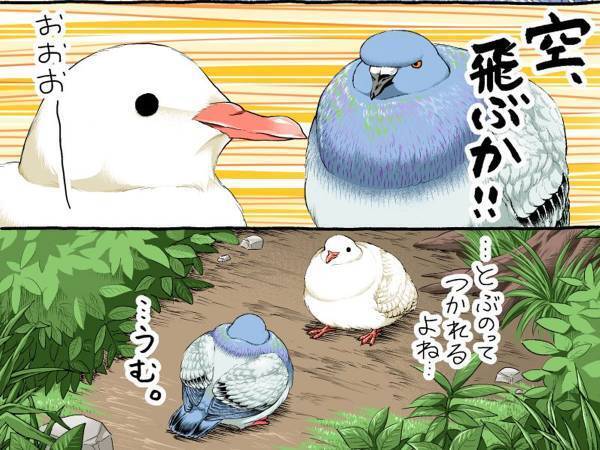 ぽっちゃり系のハトたち　一緒にダイエットに励んでいたら…ヒェッ！
