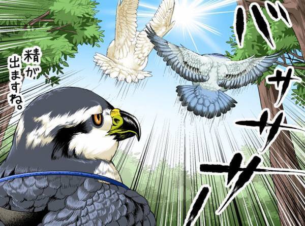 ぽっちゃり系のハトたち　一緒にダイエットに励んでいたら…ヒェッ！