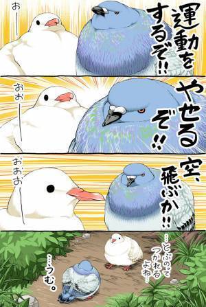 ぽっちゃり系のハトたち　一緒にダイエットに励んでいたら…ヒェッ！