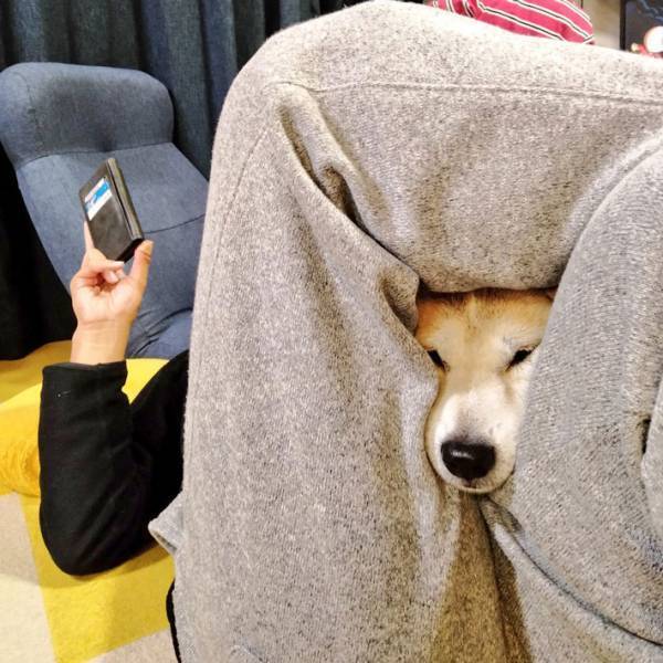 愛犬が顔を突っ込んでいた場所に「そこ入る！？」「愉快だなぁ！」