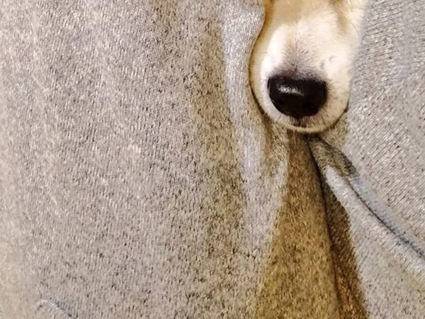 愛犬が顔を突っ込んでいた場所に「そこ入る！？」「愉快だなぁ！」