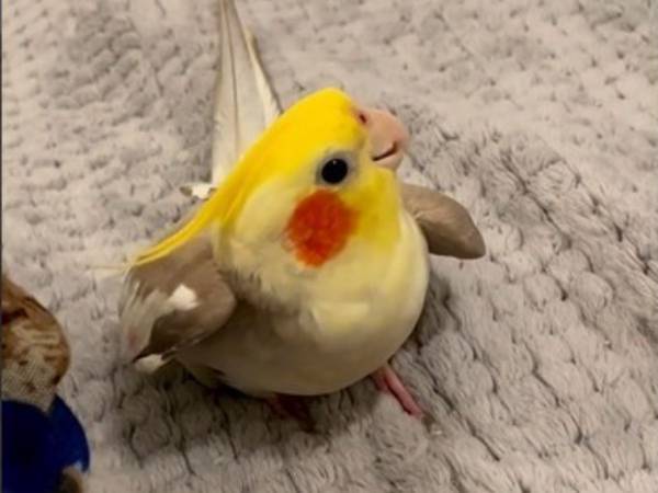 「完ぺき」「頭の揺らし方もいい」　ラッパー顔負けのリズムを刻んでいるのは？