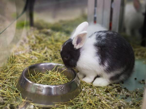 これがリアルなウサギ飼育！　「その通りですよ」「全部にうなづいた」の声