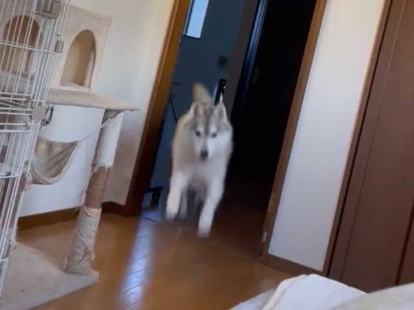 ベッドで眠る飼い主に、シベリアンハスキーが？　「寝正月は許さない」