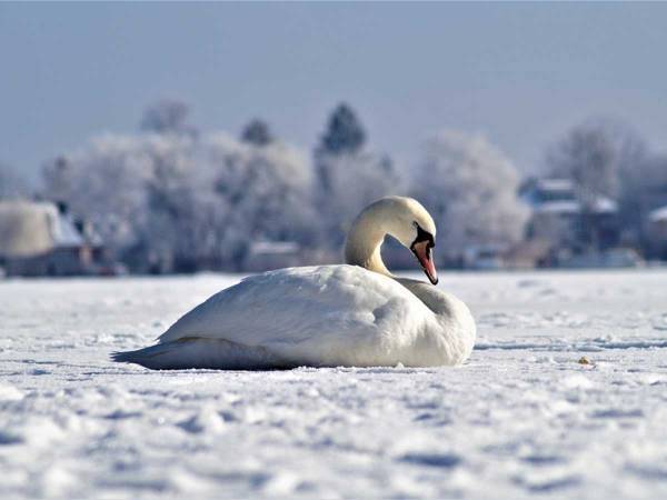 白鳥に飲み物をかけた男性に、称賛が集まったワケは…？