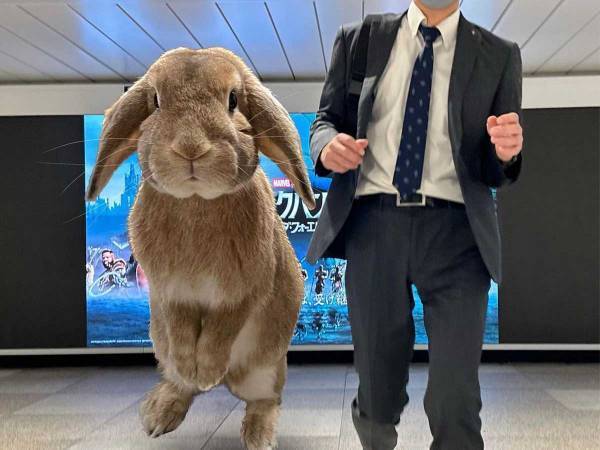 脳がバグる！？　SNSで話題の『巨大ウサギ』との生活　一緒に外出してみたら…？