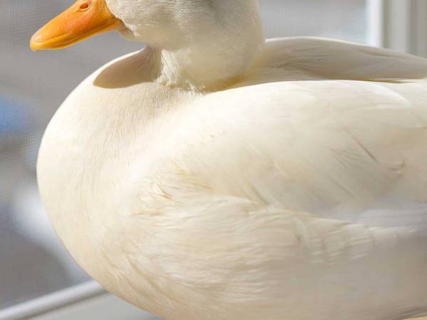 テーマパークの『鏡餅』が話題　三宝の上にのっていたのは？　「違和感がない」「まるでつきたて」