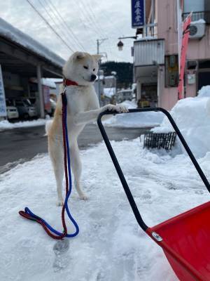大雪の新潟県で撮影された１枚　雪かき中の光景に二度見必至！？