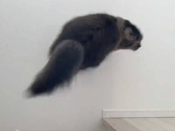 飼い主が階段を登っていると？　身体能力の高さを感じる、猫の行動に１０万『いいね』