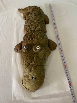 キッチンに、全長７０cmの『ワニ』が…！？　つぶらな瞳に癒される