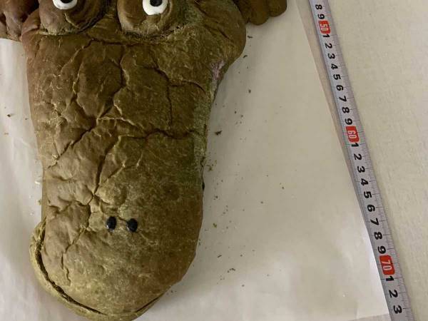 キッチンに、全長７０cmの『ワニ』が…！？　つぶらな瞳に癒される