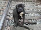 動物保護団体が公開した、捨て犬の投稿に「なんてことを…」「残酷すぎる」