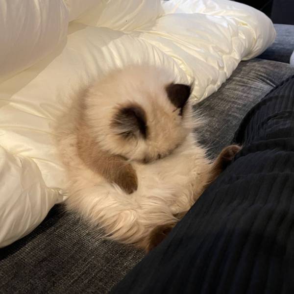 まるで仕事帰りの社会人…　熟睡中の子猫の寝相に「フィギュア化希望」