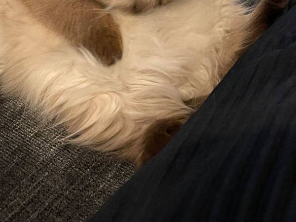 まるで仕事帰りの社会人…　熟睡中の子猫の寝相に「フィギュア化希望」