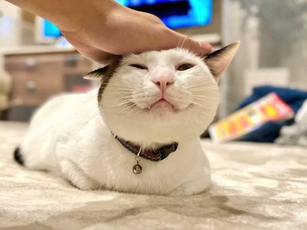 飼い主に褒められる猫　理由に感動の声が続々　「なんて優しいの」「素敵」