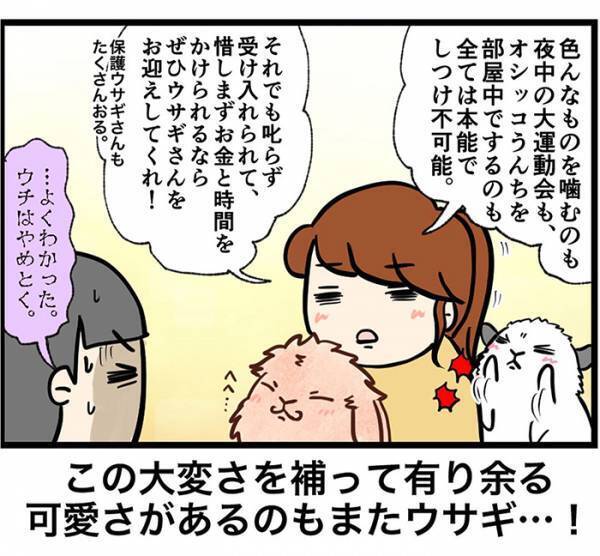 「ウサギって飼うのが楽そう」にズバリ！　飼い主の反論に「本当にそう」「世に広まれ！」