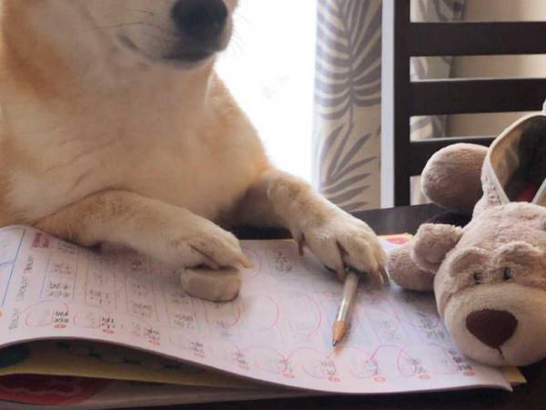 「お正月が終わって一気に現実に戻された人間」を、柴犬が忠実に再現　「明日の俺だ…」