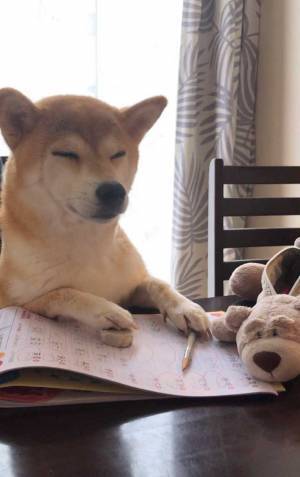 「お正月が終わって一気に現実に戻された人間」を、柴犬が忠実に再現　「明日の俺だ…」