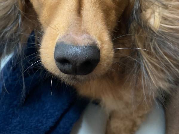 布団の静電気で犬が『違う生き物』に！？　飼い主大爆笑の理由に「どうしてこうなった！」